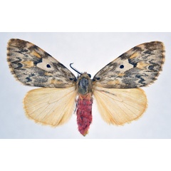 /filer/webapps/moths/media/images/F/flavinotata_Rhypopteryx_AF_NHMO.jpg