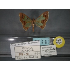 /filer/webapps/moths/media/images/L/lophobela_Zamarada_PT_RMCA_01.jpg