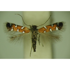 /filer/webapps/moths/media/images/G/gautengi_Porphyrosela_PT_TMSA_05.jpg