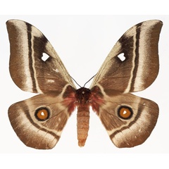 /filer/webapps/moths/media/images/A/aslauga_Bunaea_AF_Basquin.jpg