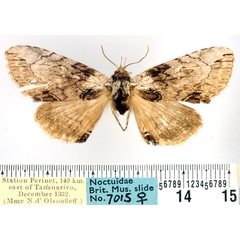 /filer/webapps/moths/media/images/P/perineti_Pseudotolna_AF_BMNH.jpg