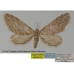 /filer/webapps/moths/media/images/P/pseudexheres_Eupithecia_PTF_BMNH.jpg