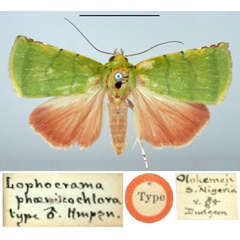 /filer/webapps/moths/media/images/P/phoenicochlora_Lophocrama_HT_BMNH.jpg
