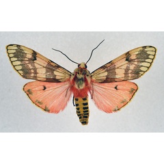 /filer/webapps/moths/media/images/E/euprepia_Teracotona_AM_NHMO_02.jpg