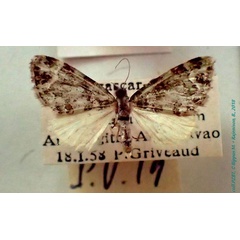 /filer/webapps/moths/media/images/V/viettei_Piercia_AM_PZBT.jpg