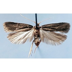/filer/webapps/moths/media/images/F/flavipalpis_Lecithocera_AF_TMSA.jpg