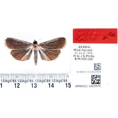 /filer/webapps/moths/media/images/P/pittawayi_Tathorhynchus_HT_BMNH.jpg