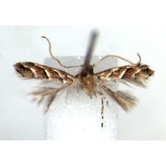 /filer/webapps/moths/media/images/S/sokoke_Cameraria_HT_RMCA.jpg