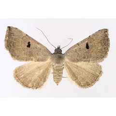 /filer/webapps/moths/media/images/A/arctinotata_Plecoptera_AF_TMSA_02.jpg