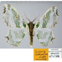 /filer/webapps/moths/media/images/S/subhyalina_Victoria_HT_ZSMa.jpg