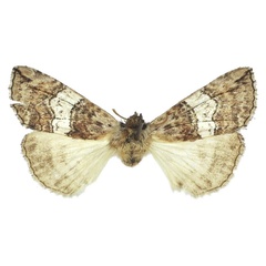 /filer/webapps/moths/media/images/M/mufindiae_Aethiopsestis_HT_BMNH.jpg