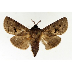 /filer/webapps/moths/media/images/F/fuscoalaria_Lichtensteiniana_AM_TMSA.jpg