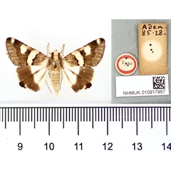 /filer/webapps/moths/media/images/Y/yerburyi_Melipotis_HT_BMNH.jpg