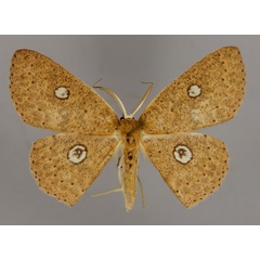 /filer/webapps/moths/media/images/O/orboculata_Cyclophora_A_ZSM_01.jpg