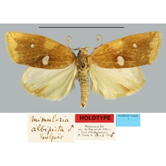 /filer/webapps/moths/media/images/A/albipicta_Mimulosia_HT_MNHNa.jpg