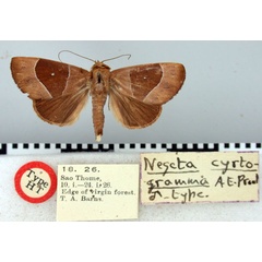 /filer/webapps/moths/media/images/C/cyrtogramma_Negeta_HT_BMNH.jpg