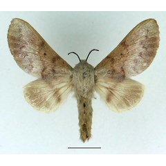 /filer/webapps/moths/media/images/N/nubenda_Acosmetoptera_AF_Basquin_01.jpg