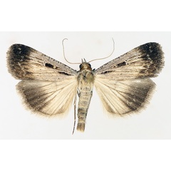 /filer/webapps/moths/media/images/E/exsiccata_Tathorynchus_AM_TMSA_01.jpg