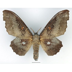 /filer/webapps/moths/media/images/G/gerstaeckeri_Mimopacha_AF_Basquin_01.jpg