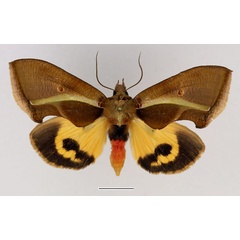 /filer/webapps/moths/media/images/B/boseae_Eudocima_AF_Basquin_02.jpg
