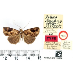 /filer/webapps/moths/media/images/P/plagiata_Oglasa_HT_BMNH.jpg