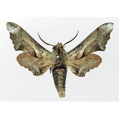 /filer/webapps/moths/media/images/B/boisduvali_Oplerclanis_AM_Basquin_02.jpg