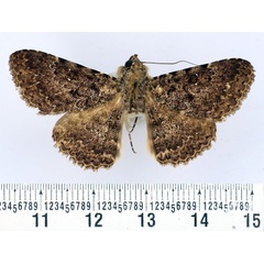/filer/webapps/moths/media/images/H/hildebrandti_Polydesma_AM_BMNH.jpg