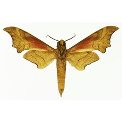 /filer/webapps/moths/media/images/I/illustris_Phylloxiphia_AM_Basquin_03b.jpg