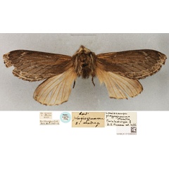 /filer/webapps/moths/media/images/P/plagiogramma_Lasiocampa_PLT_BMNH.jpg