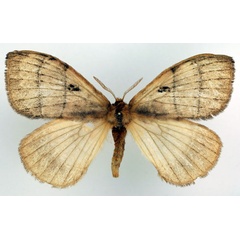 /filer/webapps/moths/media/images/S/sidamoensis_Rhodopteriana_AF_Basquin.jpg