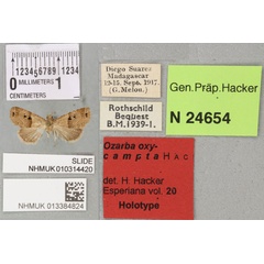 /filer/webapps/moths/media/images/O/oxycampta_Ozarba_HT_BMNHa.jpg