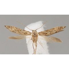 /filer/webapps/moths/media/images/Y/yemeniasquamella_Istrianis_PT_Bidzilya.jpg