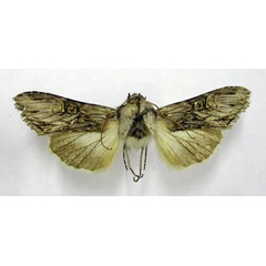 /filer/webapps/moths/media/images/N/nigrilinea_Cucullia_HT_TMSA.jpg