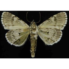 /filer/webapps/moths/media/images/U/umay_Butleronia_PTF_CESAb.jpg