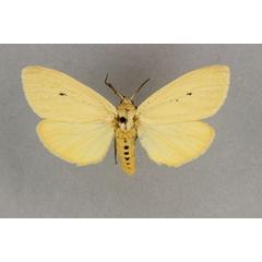 /filer/webapps/moths/media/images/T/testaceoflava_Estigmene_AF_BMNH.jpg