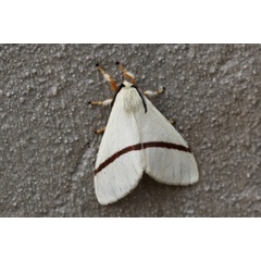 /filer/webapps/moths/media/images/N/nigripicta_Epanaphe_A_Voaden_01.jpg
