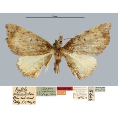 /filer/webapps/moths/media/images/O/ozolicoides_Sophtha_HT_MNHN.jpg