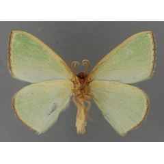 /filer/webapps/moths/media/images/P/plantaria_Omphax_A_ZSM_02.jpg