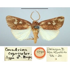 /filer/webapps/moths/media/images/C/cupricolor_Caradrina_HT_BMNH.jpg