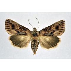 /filer/webapps/moths/media/images/A/actinophora_Matopo_A_NHMO.jpg