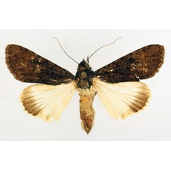 /filer/webapps/moths/media/images/P/phaeoleuca_Ulotrichopus_AM_TMSA_02.jpg