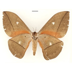 /filer/webapps/moths/media/images/M/melichari_Lobobunaea_AT_RBINS_02.jpg