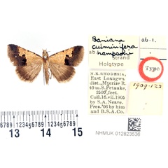 /filer/webapps/moths/media/images/H/hampsoni_Baniana_HT_BMNH.jpg
