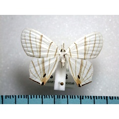 /filer/webapps/moths/media/images/E/erycinaria_Dissoprumna_A_Revell.jpg