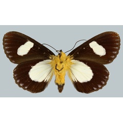 /filer/webapps/moths/media/images/V/vieui_Rothia_AT_MNHNb.jpg