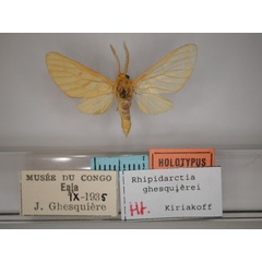/filer/webapps/moths/media/images/G/ghesquierei_Rhipidarctia_HT_RMCA_01.jpg