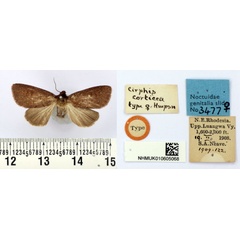 /filer/webapps/moths/media/images/C/corticea_Cirphis_HT_BMNH.jpg