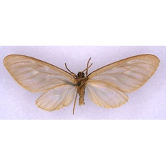 /filer/webapps/moths/media/images/M/microsippia_Nacliodes_ST_BMNH_02.jpg
