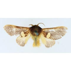 /filer/webapps/moths/media/images/A/albipuncta_Latoiola_AM_TMSA.jpg