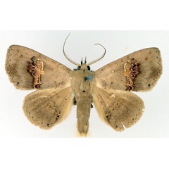 /filer/webapps/moths/media/images/C/cyanescens_Saroba_AM_TMSA_01.jpg